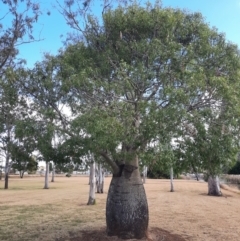 Brachychiton rupestris (Queensland Bottle Tree) at Kingaroy, QLD - 25 Jun 2024 by MB