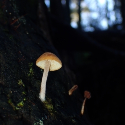 Gymnopilus sp. at BA124 - 25 Jun 2024 by Bushrevival