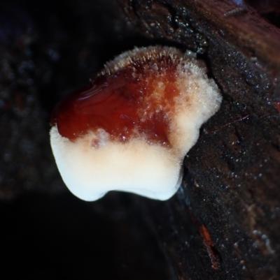 Unidentified Fungus at BA124 - 25 Jun 2024 by Bushrevival