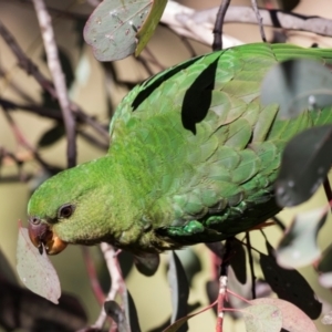 Alisterus scapularis at Parkes, ACT - 27 Sep 2018 09:10 AM