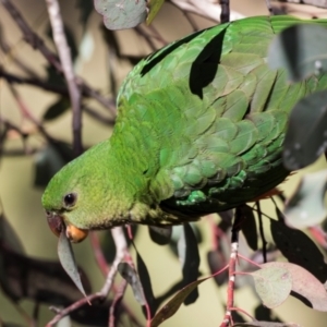 Alisterus scapularis at Parkes, ACT - 27 Sep 2018 09:10 AM