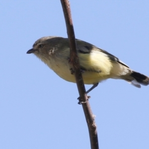 Smicrornis brevirostris at Higgins, ACT - 28 Mar 2018 03:17 PM