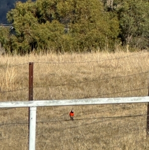 Petroica boodang at QPRC LGA - suppressed