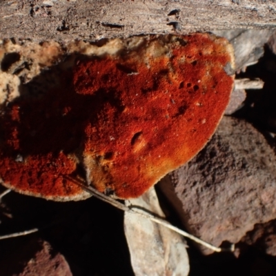 Trametes coccinea at Dampier State Forest - 25 Jun 2024 by Bushrevival