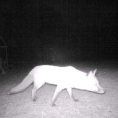 Vulpes vulpes (Red Fox) at Wingecarribee Local Government Area - 25 Jun 2024 by Aussiegall