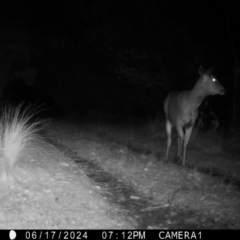 Cervus unicolor at QPRC LGA - suppressed