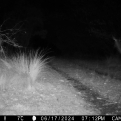 Cervus unicolor at QPRC LGA - suppressed