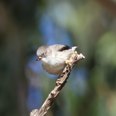 Daphoenositta chrysoptera (Varied Sittella) at QPRC LGA - 25 Jun 2024 by LisaH