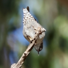 Daphoenositta chrysoptera at QPRC LGA - 25 Jun 2024