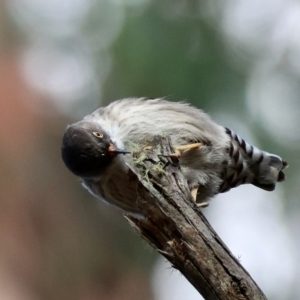 Daphoenositta chrysoptera at QPRC LGA - 25 Jun 2024