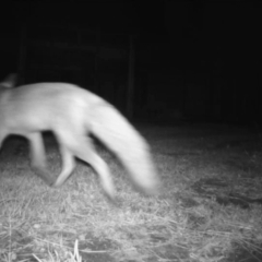 Vulpes vulpes (Red Fox) at Penrose - 3 Jun 2024 by Aussiegall