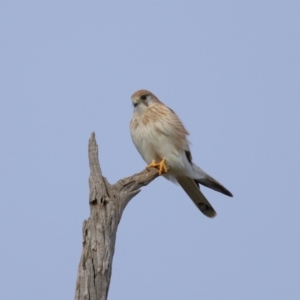 Falco cenchroides at Reservoir Hill, Lawson - 24 Jun 2024