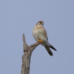 Falco cenchroides at Reservoir Hill, Lawson - 24 Jun 2024