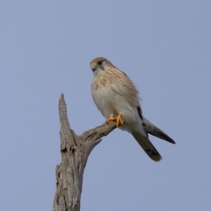 Falco cenchroides at Reservoir Hill, Lawson - 24 Jun 2024