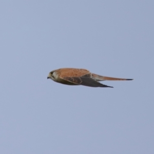 Falco cenchroides at Reservoir Hill, Lawson - 24 Jun 2024