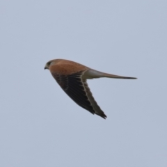 Falco cenchroides at Reservoir Hill, Lawson - 24 Jun 2024