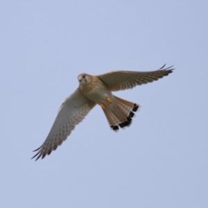 Falco cenchroides at Reservoir Hill, Lawson - 24 Jun 2024