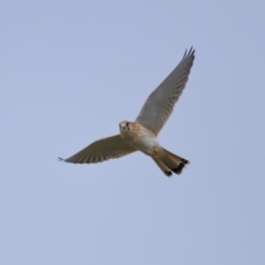 Falco cenchroides at Reservoir Hill, Lawson - 24 Jun 2024