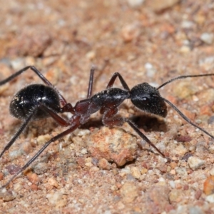 Camponotus intrepidus at Mount Majura - 23 Jun 2024