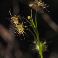 Drosera auriculata (Tall Sundew) at BA124 - 21 Jun 2024 by Bushrevival