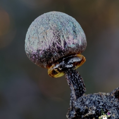 Elaeomyxa cerifera at Box Cutting Rainforest Walk - 26 Jun 2024 by Teresa