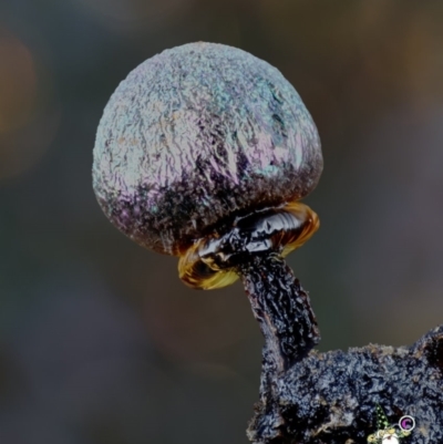 Elaeomyxa cerifera at Box Cutting Rainforest Walk - 25 Jun 2024 by Teresa