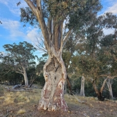 Eucalyptus rossii (Inland Scribbly Gum) at Taylor, ACT - 26 Jun 2024 by Jiggy
