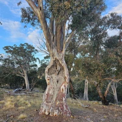 Eucalyptus rossii (Inland Scribbly Gum) at Taylor, ACT - 26 Jun 2024 by Jiggy