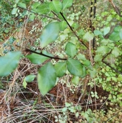 Pittosporum tenuifolium at Giralang, ACT - 25 Jun 2024