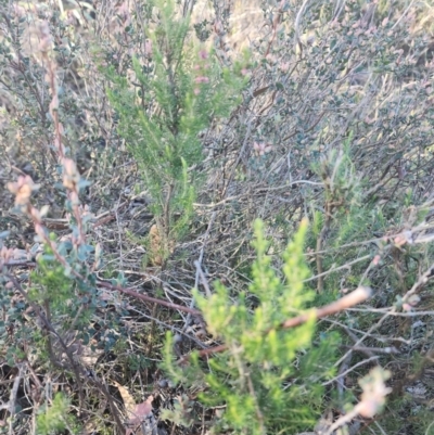 Erica lusitanica (Spanish Heath ) at Percival Hill - 25 Jun 2024 by HarleyB