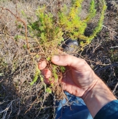 Erica lusitanica at Percival Hill - 25 Jun 2024 01:57 PM