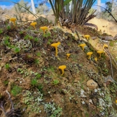 Lichenomphalia chromacea (Yellow Navel) at Percival Hill - 25 Jun 2024 by HarleyB