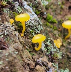 Lichenomphalia chromacea at Percival Hill - 25 Jun 2024