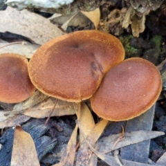 Unidentified Cap on a stem; gills below cap [mushrooms or mushroom-like] at Gungaderra Grasslands - 26 Jun 2024 by trevorpreston