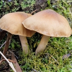 Unidentified Cap on a stem; gills below cap [mushrooms or mushroom-like] at Gungaderra Grasslands - 26 Jun 2024 by trevorpreston