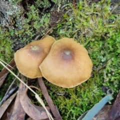 Cortinarius sp. at Gungaderra Grasslands - 26 Jun 2024 01:02 PM