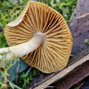 Cortinarius sp. at Gungaderra Grasslands - 26 Jun 2024 01:02 PM