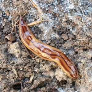 Anzoplana trilineata at Gungaderra Grasslands - 26 Jun 2024 01:00 PM