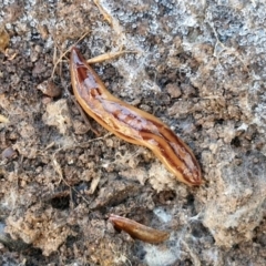 Anzoplana trilineata at Gungaderra Grasslands - 26 Jun 2024 01:00 PM