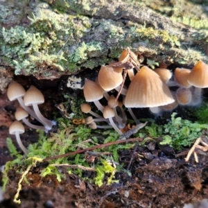 Mycena sp. at Gungaderra Grasslands - 26 Jun 2024 12:53 PM