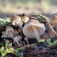 Mycena sp. at Gungaderra Grasslands - 26 Jun 2024