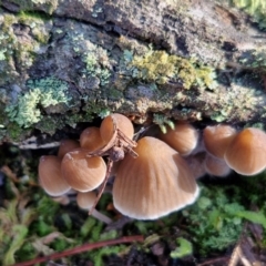 Mycena sp. at Gungaderra Grasslands - 26 Jun 2024 12:53 PM