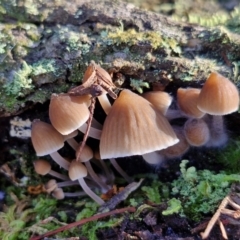 Mycena sp. at Gungaderra Grasslands - 26 Jun 2024 12:53 PM