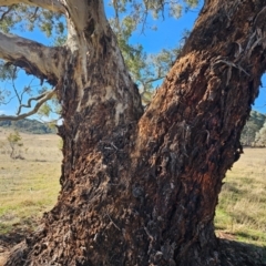 Eucalyptus melliodora at Taylor, ACT - 26 Jun 2024