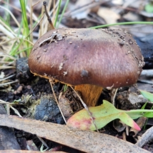 Cortinarius sp. at Gungaderra Grasslands - 26 Jun 2024