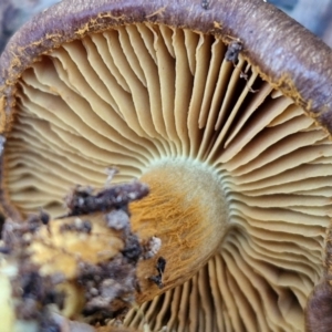 Cortinarius sp. at Gungaderra Grasslands - 26 Jun 2024