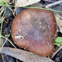 Cortinarius sp. at Gungaderra Grasslands - 26 Jun 2024