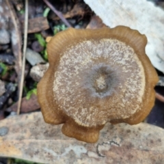 Unverified Cap on a stem; gills below cap [mushrooms or mushroom-like] - 1 Jan 1900 by trevorpreston