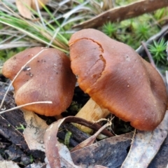 Cortinarius sp. (Cortinarius) at Gungaderra Grasslands - 26 Jun 2024 by trevorpreston