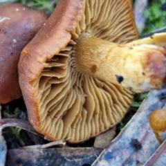 Cortinarius sp. at Gungaderra Grasslands - 26 Jun 2024